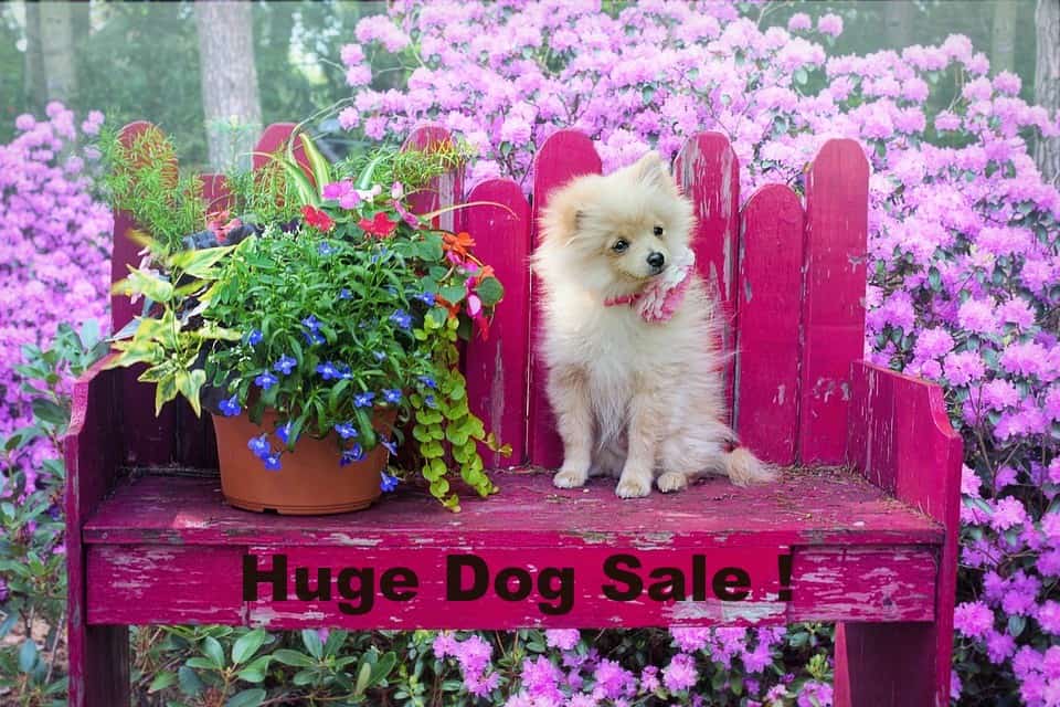 puppy_town-sale